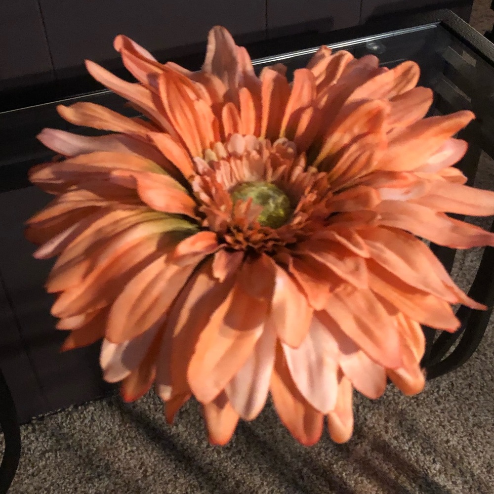 At Home Accent Gerber Daisy